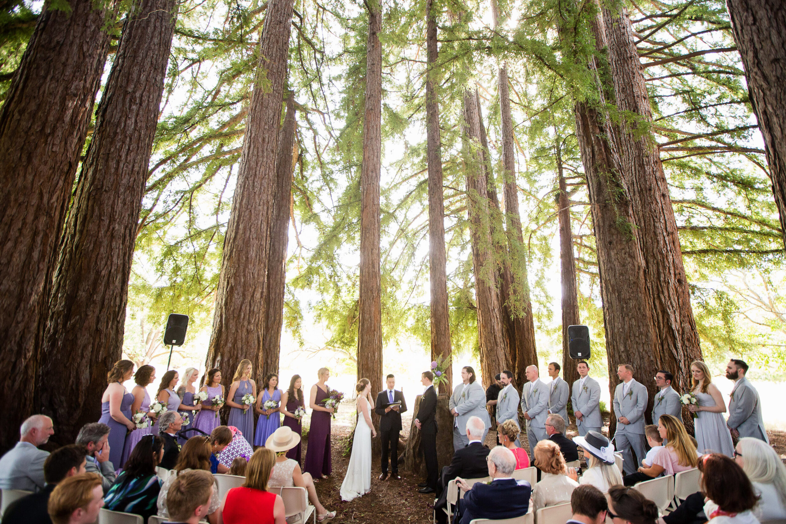 Luxury wedding ceremony beneath towering redwood trees with guests seated and wedding party gathered, creating an elegant and timeless atmosphere.